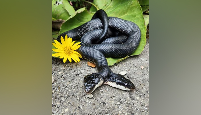 Tiger-Lily, a rare non-venomous two-headed celebrity snake, comes under knife after developing reproductive system problems. — X/stlzoo