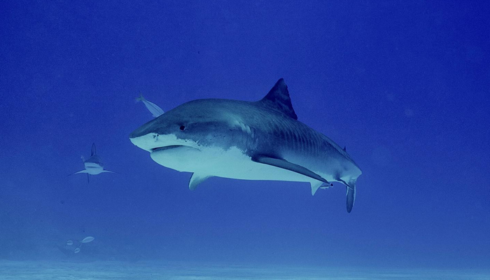 This image released on June 15, 2023, shows a Tiger Shark on a beach in the Bahamas. — Facebook/Beneath The Waves