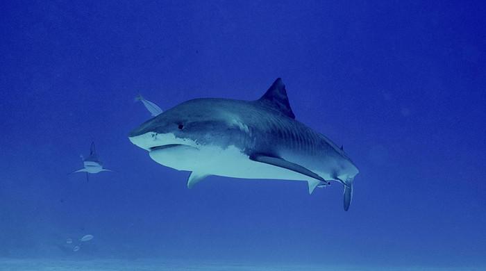 Tiger sharks assist researchers in this stunning discovery in Bahamas - Vimarsana News