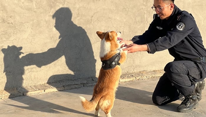 اس تصویر میں 26 مارچ 2024 کو ایک پولیس افسر کے ساتھ مشرقی چینی شہر ویفانگ، شیڈونگ میں ایک نئے شامل کیے گئے ریزرو کتے فو زائی کو دکھایا گیا ہے۔ — گلوبل ٹائمز
