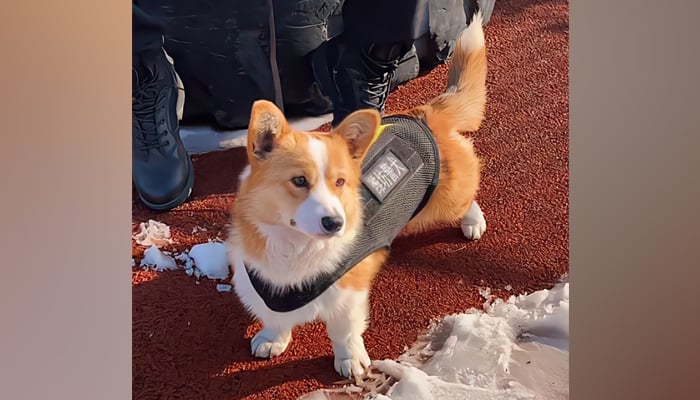 This image shows a newly-inducted reserve dog Fu Zai in the eastern Chinese city of Weifang, Shandong on March 26, 2024. Corgi makes his first debut in China as a reserve police dog. — China Daily