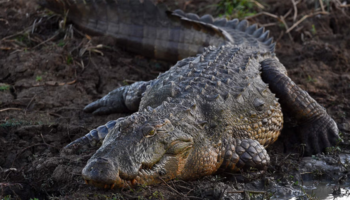 This image shows a large alligator. Large alligator feeds on turtle in Florida. — AFP/File
