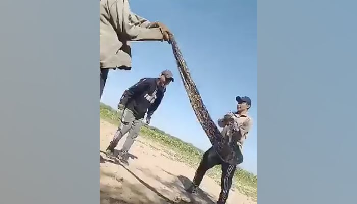 Young Argentinians use snake as escape rope. — Jam Press via Daily Mail