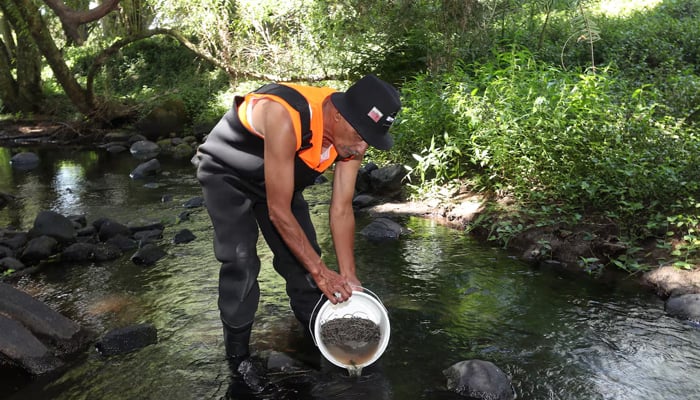 Hona Edwards, Kaitiaki coordinator Te Uri Roroi, puts the dead eels back into the river food chain, in the Kauritutahi stream, in New Zealand. — New Zealand Herald/Michael Cunningham