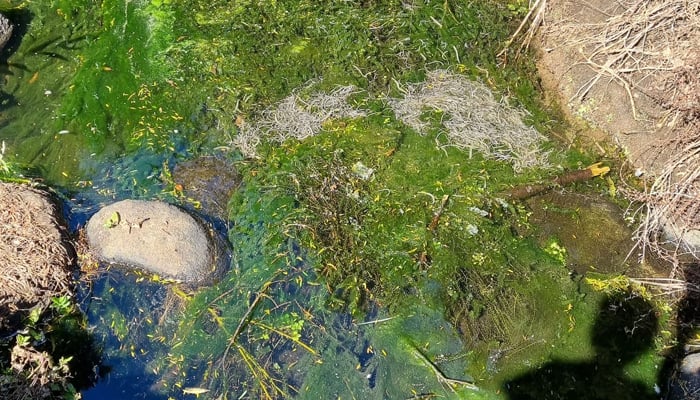 Dead eels can be seen in the Kauritutahi stream, in New Zealand. Thousands of eels were found dead in New Zealand.— New Zealand Herald/Michael Cunningham