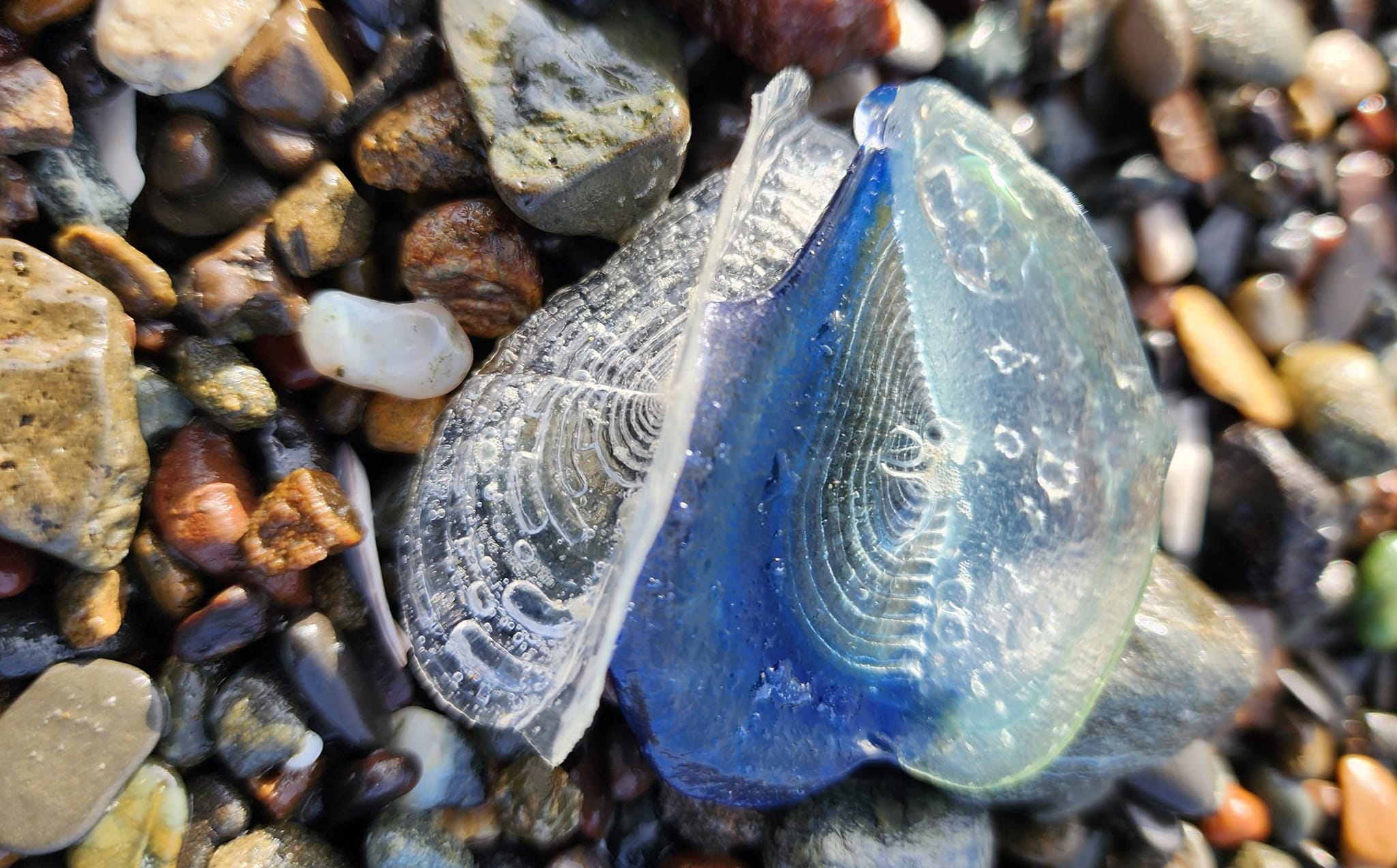This image shows Velella velella, (by-the-wind sailors) that washed up on beaches in California in this image on March 29, 2024. — Facebook/Tammy Latchford