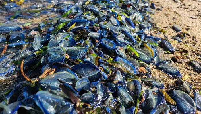 Hordes of tiny blue Velella velella, (by-the-wind sailors) wash up on beaches in California on March 21, 2024. — Facebook/Point Reyes National Seashore