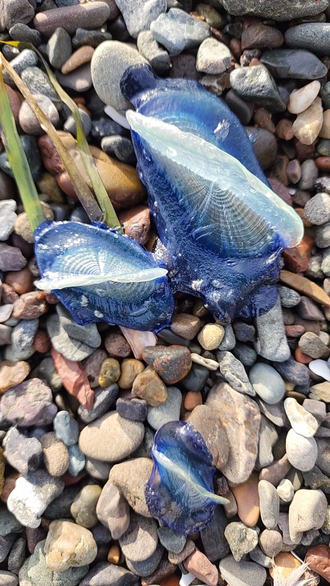 This image shows Velella velella, (by-the-wind sailors) that washed up on beaches in California in this image on March 29, 2024. — Facebook/Tammy Latchford