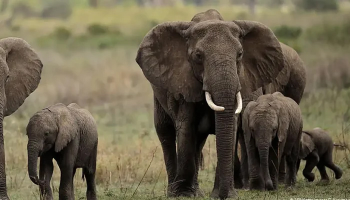 Elephant charges tourists in Zambia. — AFP/File