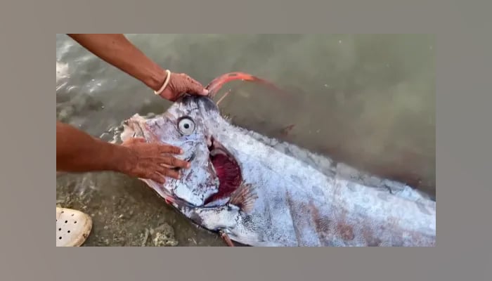 Doomsday fish was caught roughly at the distance of earthquake epicenter. — Metro News/Brenjeng Caayon/Pen News