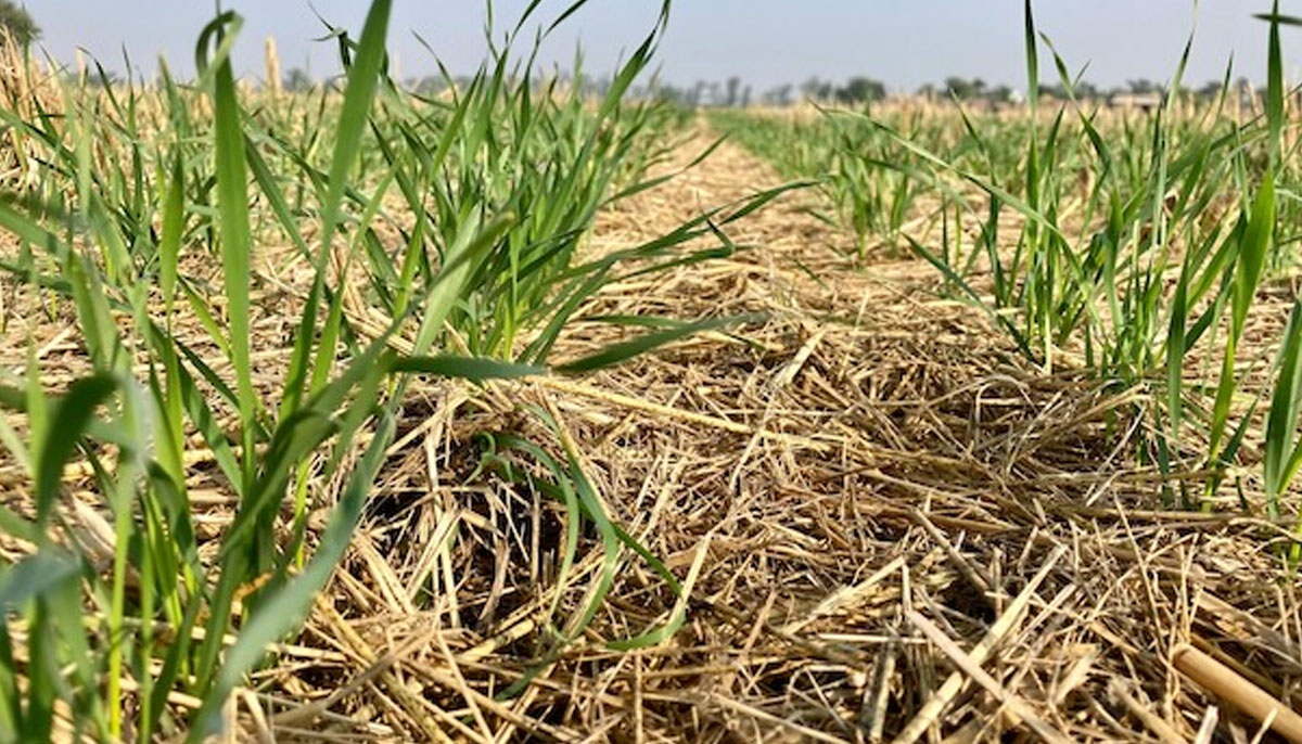 Farmer Sultan Ahmed Bhatti’s first experiment of growing wheat on raised but measured beds on one acre of land was a runway success. — Sukheki farms of Sultan Ahmed Bhatti