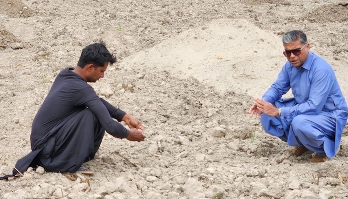 Heaps of highly nutritious farmyard manure and silt from the river are spread to enrich and stabilize the soil’s pH levels, says Mahmood Nawaz Shah. — Mahmood Nawaz Shah