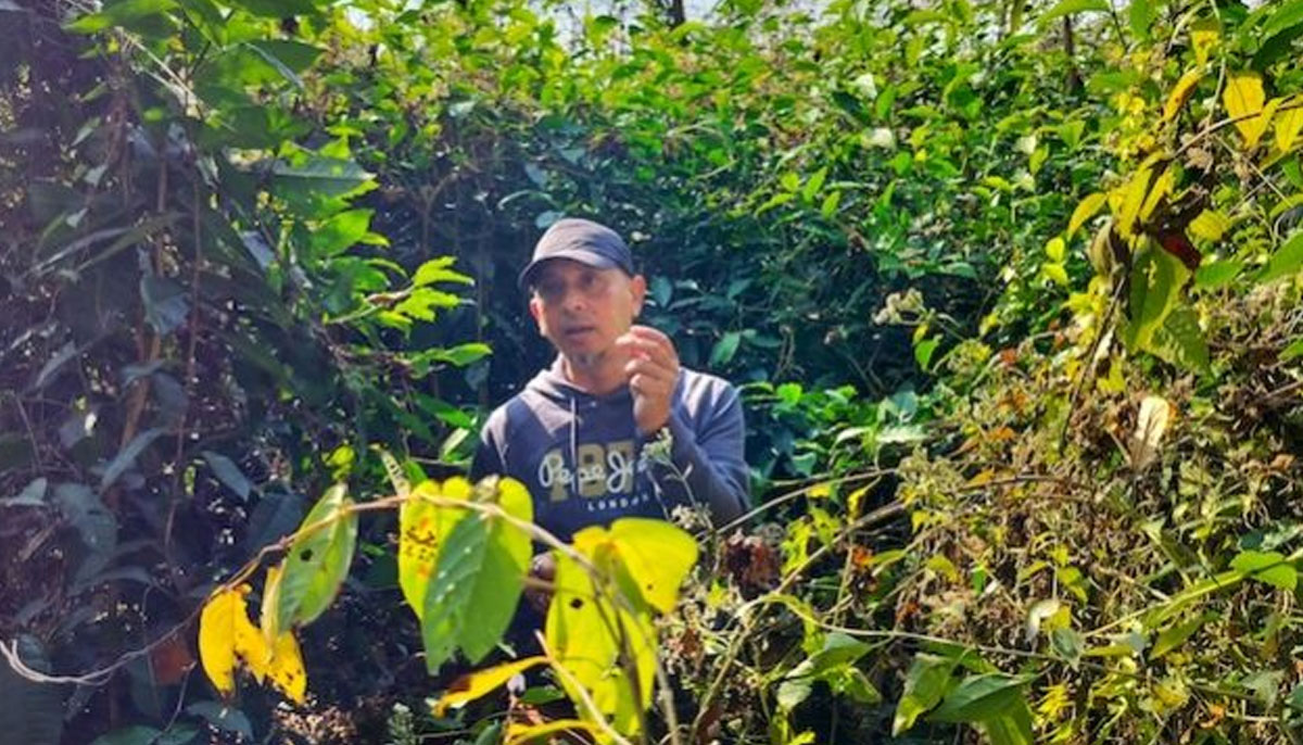 Farmer Samir Bordoloi showing a tea bud as he stands amidst his tea shrubs. — Sanskrita Bharadwaj/IPS