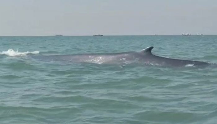 The image shows the whale spotted alongside Balochistans Gadani coast at a distance of few kilometres from Gwadar. — Screengrab/Reporter