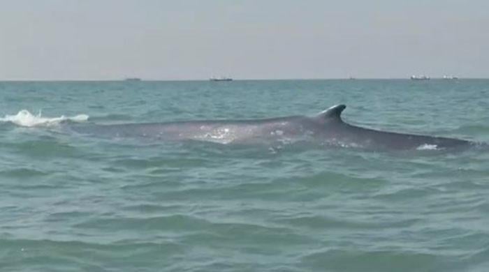 WATCH: Rare whale spotted near Gwadar coast for the first time