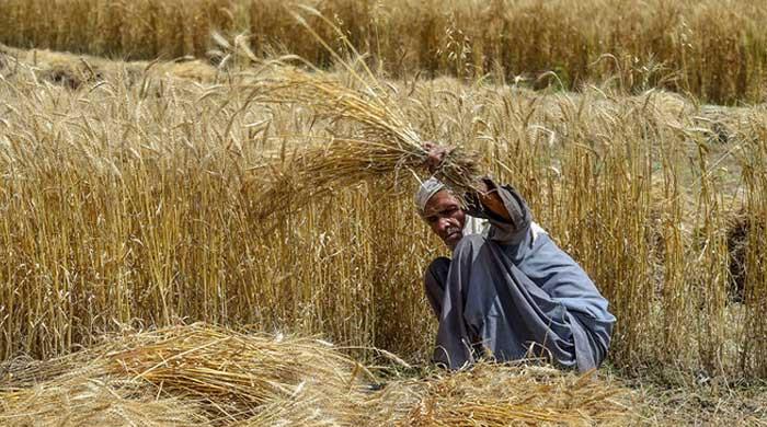 Pakistan's agricultural heartland at risk: Concerns mount as Punjab's farmland gives way to housing development