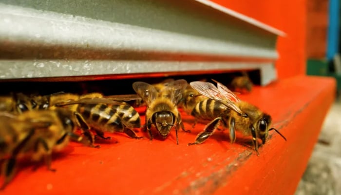 Although not aggressive in nature, when bees feel threatened, they signal others to attack the source of their threat. — Reuters/File