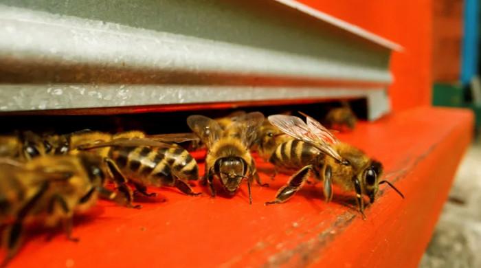 Swarm of honeybees attacks park goers in Punjab's Mandi Bahauddin