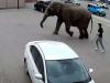 'Elderly' circus elephant Viola breaks loose in Montana streets