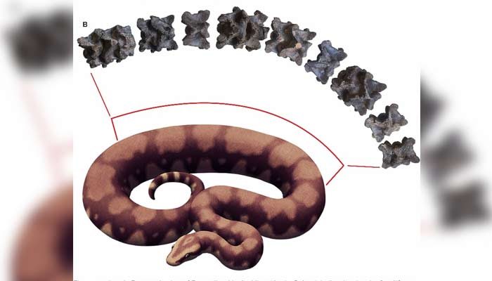 Worlds largest snake from 47 million years ago believed to have had broad, cylindrical body. — X/@iitrkee