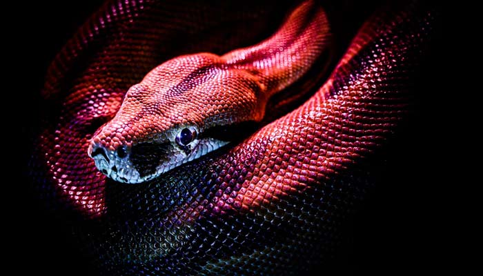 Fossil of snake mentioned in Hindu mythollogy discovered in Gujarat, India. — Unsplash