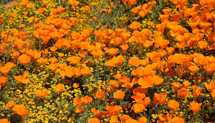 California to miss out on superbloom this year. — Unsplash