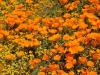 What's 'superbloom' and when does it occur?