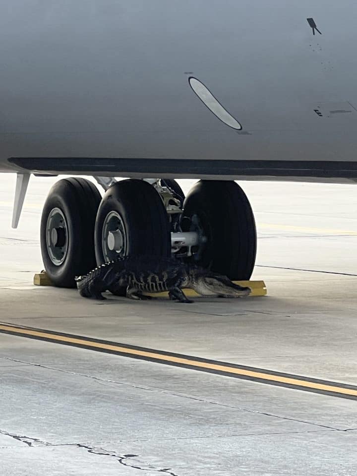 Authorities removed the 10-foot-long alligator. — Facebook/MacDill Air Force Base