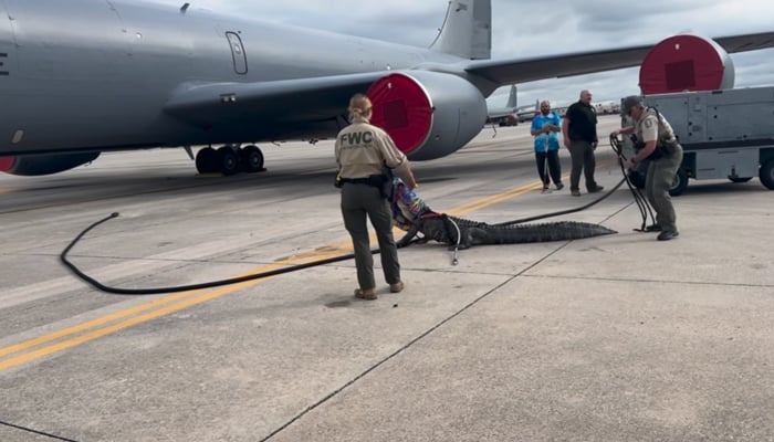 Video showed FWC officials forcing alligators away from tarmac. — Facebook/MacDill Air Force Base