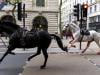 WATCH: What triggered horses to run amok in London?