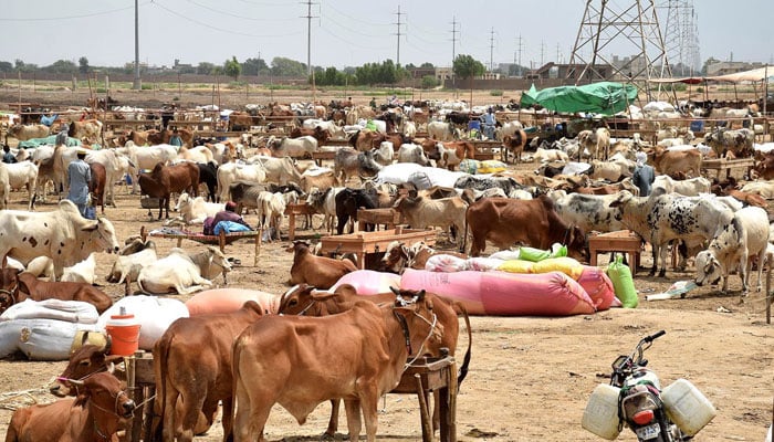 The picture shows a cattle market. — INP/File