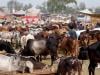 Eid ul Adha: When and where will cattle markets be set up in Karachi this year?