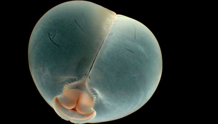 Pig butt sea worm shocks scientists. — MBARI