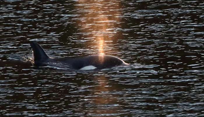 Orphaned Orca calf finally escapes lagoon in Canada. — CNN via The Canadian Press