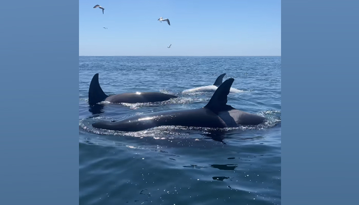 Rare mutated killer whale spotted in California