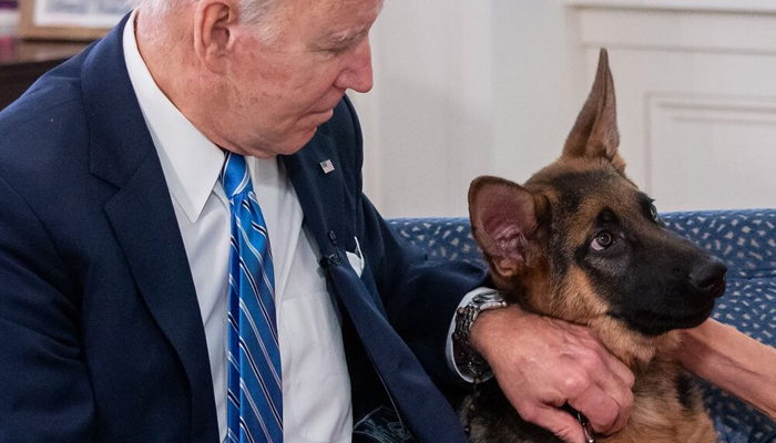 Pet-killer Kristi Noem has a suggestion for Joe Biden's dog Commander