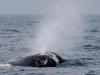 Orcas sink yacht in Strait of Gibraltar