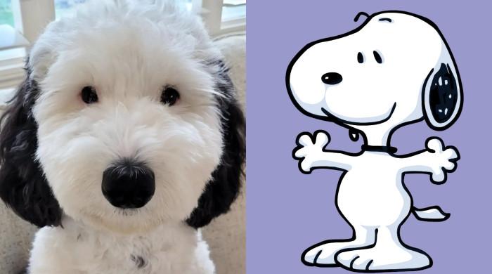 Meet Bayley the dog, spitting image of Charlie Brown’s pet Snoopy