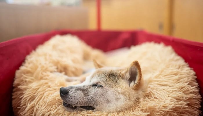 Kabosu dies: World mourns Elon Musks Dogecoin dog