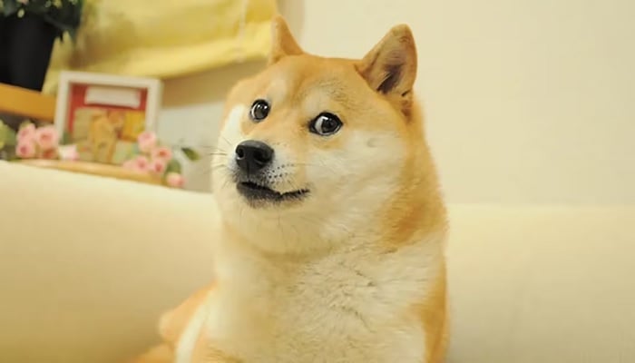 Kabosu dies: World mourns Elon Musks Dogecoin dog