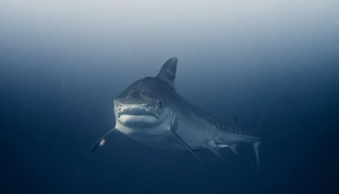 This US state is called shark attack capital of the world