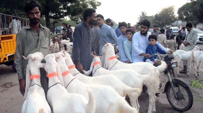 Truckload of sacrificial goats robbed in Karachi's Gulistan-e-Johar