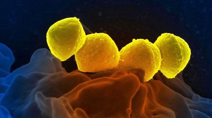 Unprecedented outbreak of 'flesh-eating' bacteria sweeps Japan