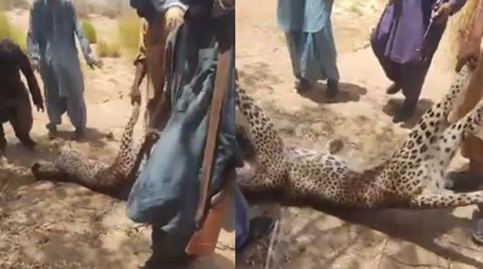 Rare breed leopard shot dead by Dera Bugti locals Rare breed leopard shot dead by Dera Bugti locals