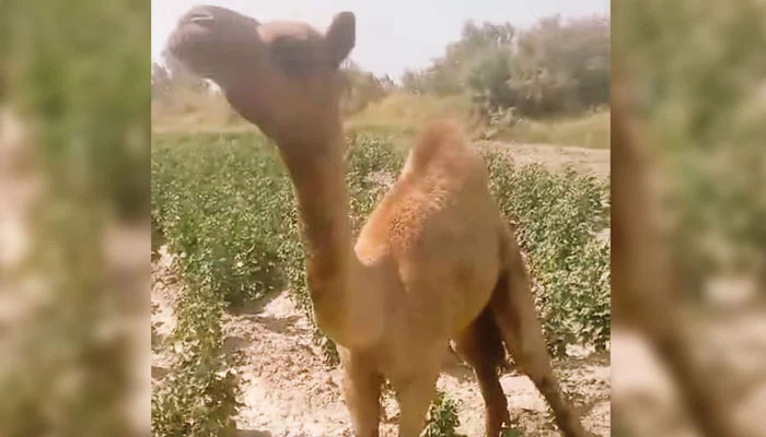 The camel whose leg was amputated by a landlord in Sanghar in this image released on June 15, 2024. — X/@Menghwar_Rawal
