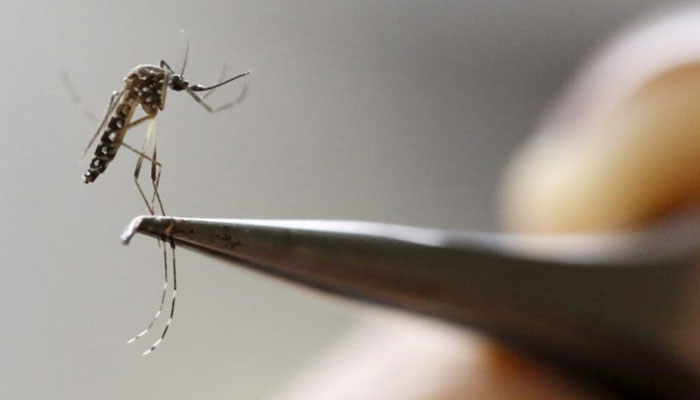 An Aedes Aegypti mosquito is seen in a lab of the International Training and Medical Research Training Center (CIDEIM) in Cali, Colombia. — Reuters/File