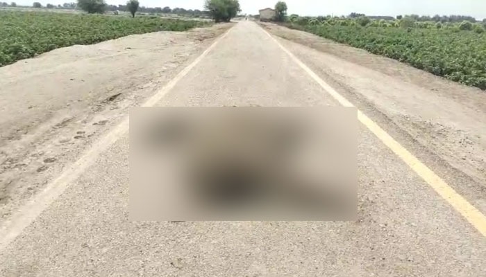 This shows a blurred image of the dead camel. — Screengrab via video/Geo News