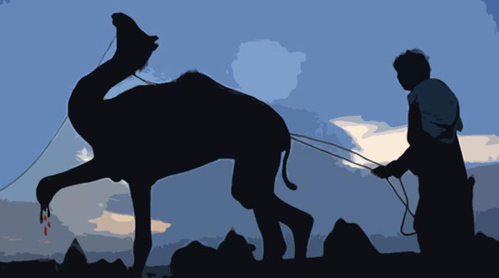 Animal cruelty: Rule or exception?