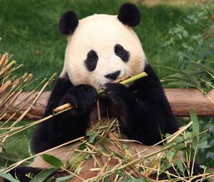 California zoo throws a show to welcome back Chinese pandas