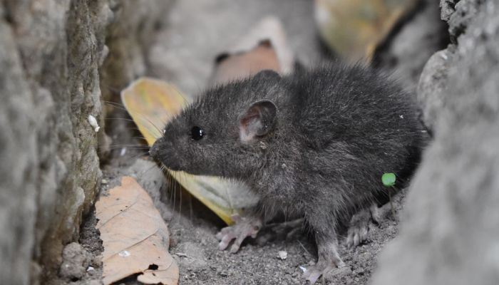 A black mouse in the midst of some small rubble. — Unsplash/file